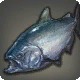 Lordly Salmon