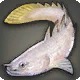 Lunar Bichir