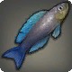 Lunar Cichlid