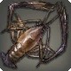 Macrobrachium Lunaris