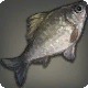 Maiden Carp
