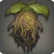 Mandrake