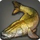 Mangar