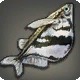 Marbled Hatchetfish