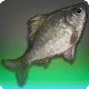 Matron Carp