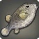 Metallic Boxfish