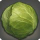 Midland Cabbage