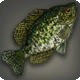 Moon Croppie