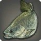 Moongate Cod