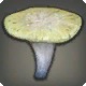 Mutated Spongos