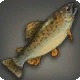 Niikwerepi Trout