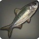 Northern Herring