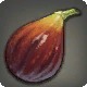 Old World Fig