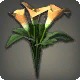 Orange Arums