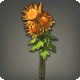 Orange Chrysanthemums