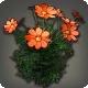 Orange Cosmos