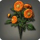 Orange Dahlias