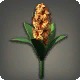 Orange Hyacinths