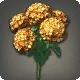 Orange Hydrangeas