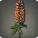 Orange Lupins