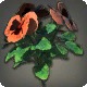 Orange Violas