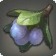 Othardian Plum