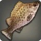 Pantherscale Grouper