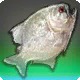 Pearl Pipira