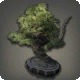 Pine Bonsai