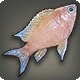 Pinkmoon Cichlid