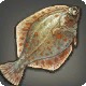 Plaice