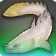 Platinum Bichir