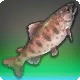 Pomegranate Trout
