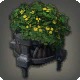 Potted Axilflower