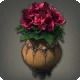 Potted Azalea
