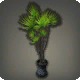 Potted Dragon Tree