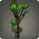 Potted Oliphant's Ear