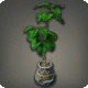 Potted Umbrella Fig