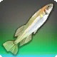 Princess Killifish