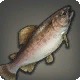 Princess Trout