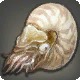 Pseudonautilus