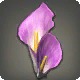 Purple Arum Corsage