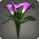 Purple Arums