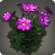 Purple Cosmos