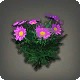 Purple Daisies