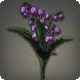 Purple Lilies of the Valley