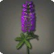 Purple Lupins