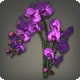 Purple Moth Orchids
