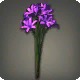Purple Triteleia