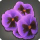 Purple Viola Corsage